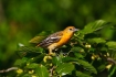 Female;Icterus-spurious;One;Orchard-Oriole;Oriole;avifauna;bird;birds;color-imag